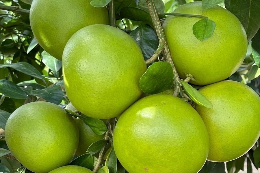 Поставки грейпфрутов из Флориды продолжаются