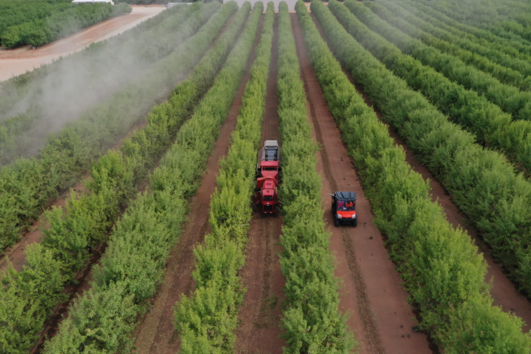 Сильные дожди угрожают качеству урожая миндаля в Австралии