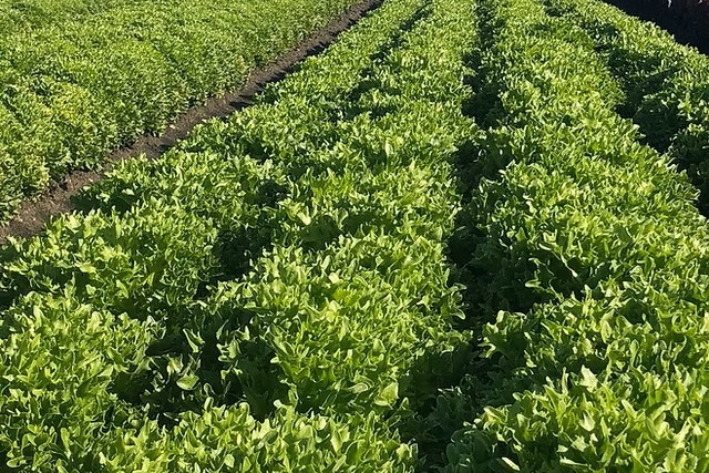 Высокие затраты стимулируют инновации у производителей шпината