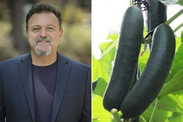 Цены на огурцы останутся нестабильными в ближайшее время