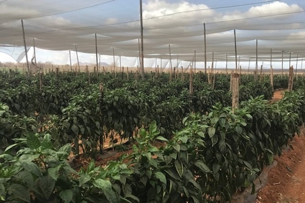 Рынок перца ждёт роста спроса к Пасхе