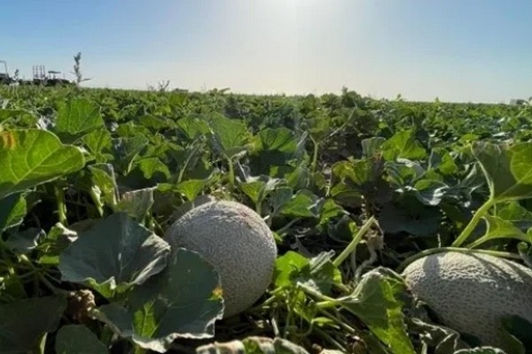 Дыни из Юмы могут созреть раньше из-за рекордной жары