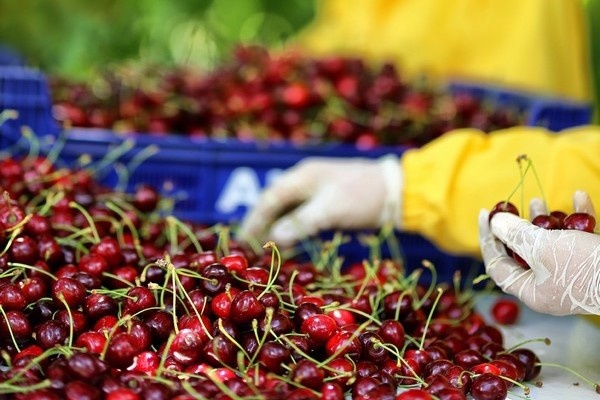 Погодные условия для турецкой вишни в этом году стабильнее