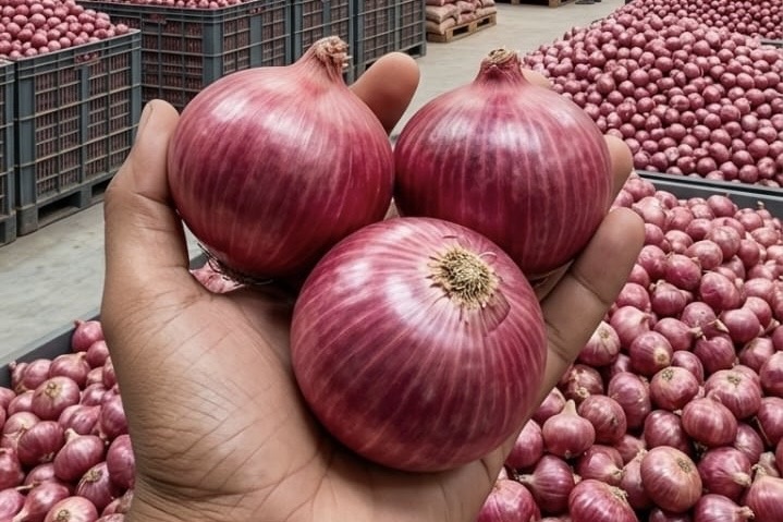 India: oogst Nashik-uien 70-80% lager bij beperkte kwaliteit en bacterieproblemen