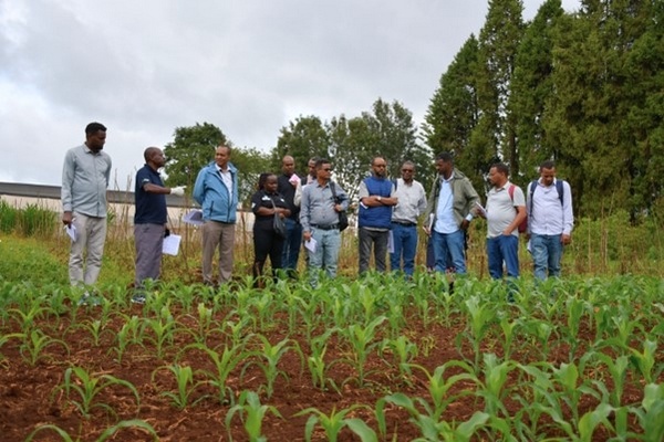 Ethiopia expands IPM and biocontrol training for horticulture growers