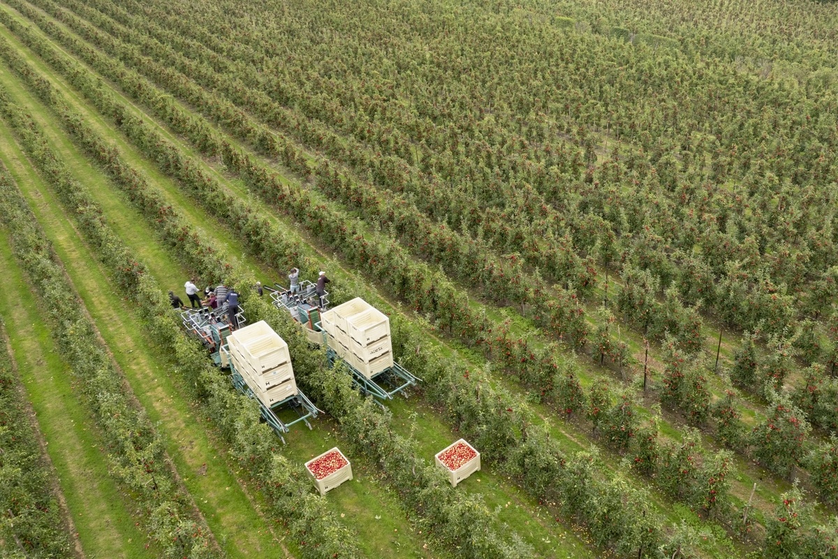 UK apple production costs forecast to rise 4.5% in 2026