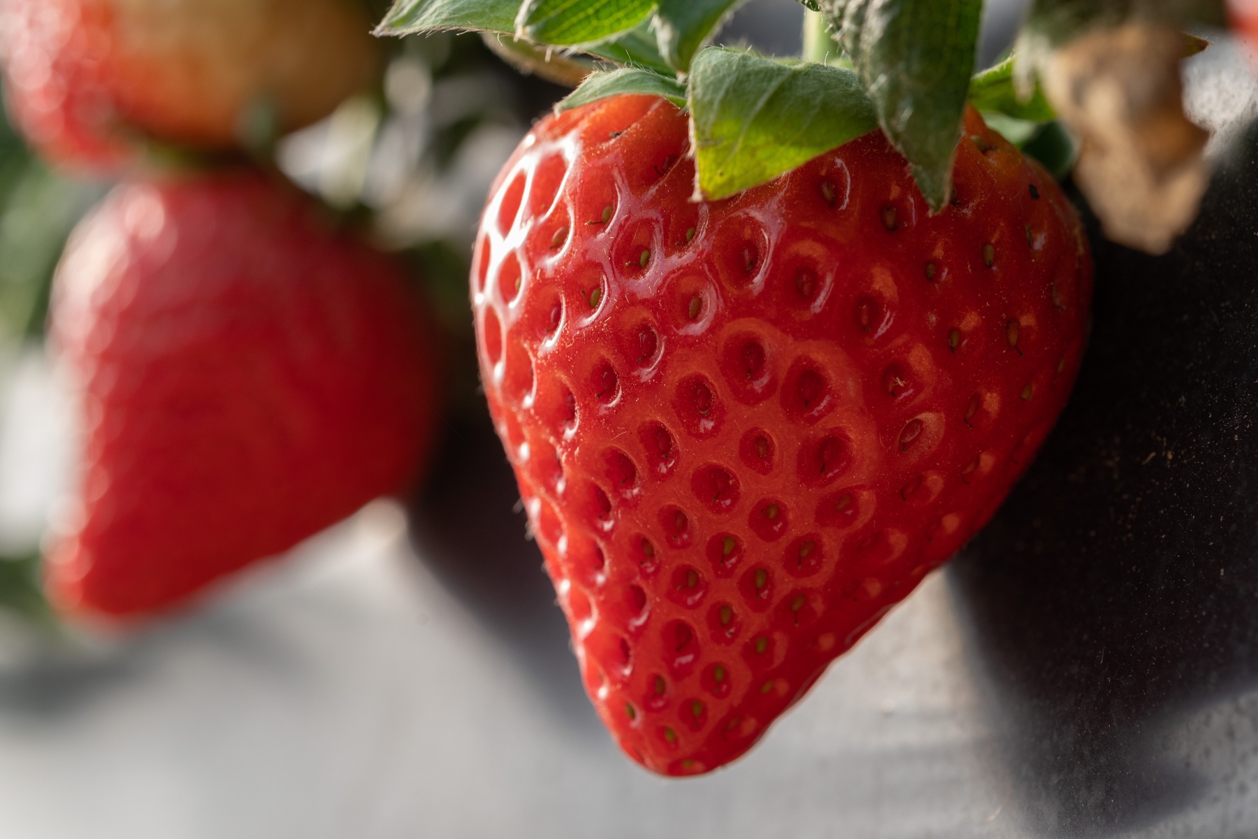 Scottish strawberry season off to a good start