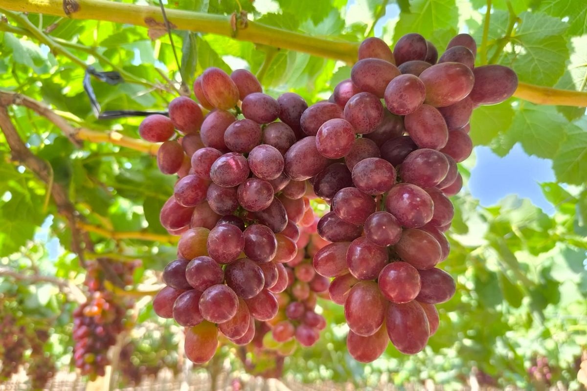 “There will be lots of pressure on Mexico’s grape season”