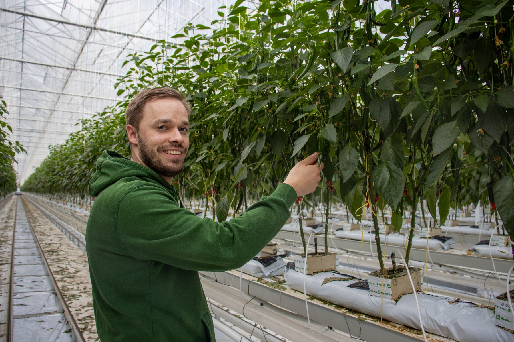 Chilies suit Belgian tomato growers group’s diversification plan