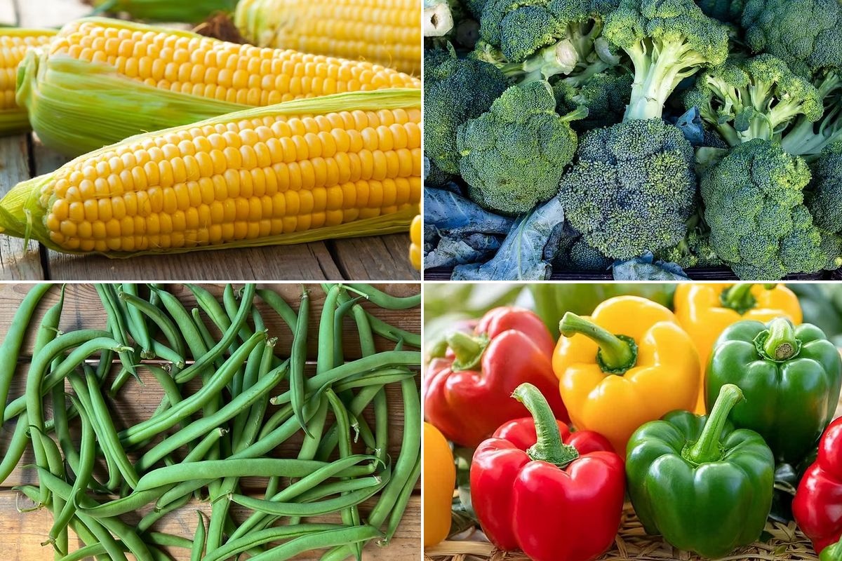 Vegetable crops transition to Georgia as Florida seasons wrap up