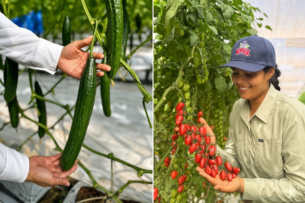 Summer vegetable program plays a key role in year-round supply