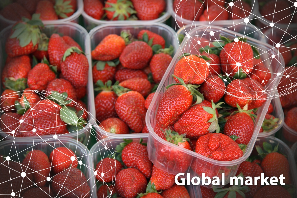 GLOBAL MARKET OVERVIEW STRAWBERRIES