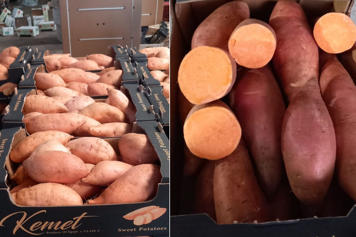 Warme Europese zomer remt afzet Egyptische zoete aardappelen