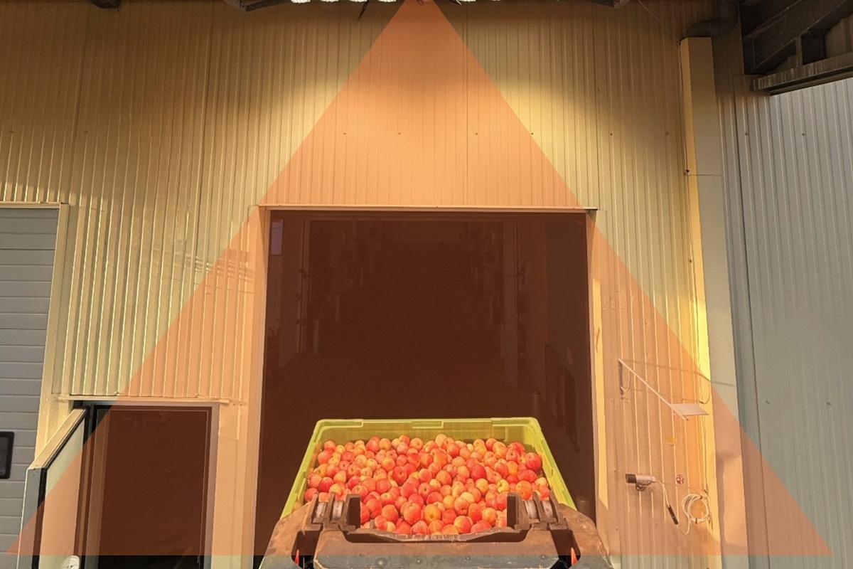 Automated fruit inspection system analyses incoming loads on arrival