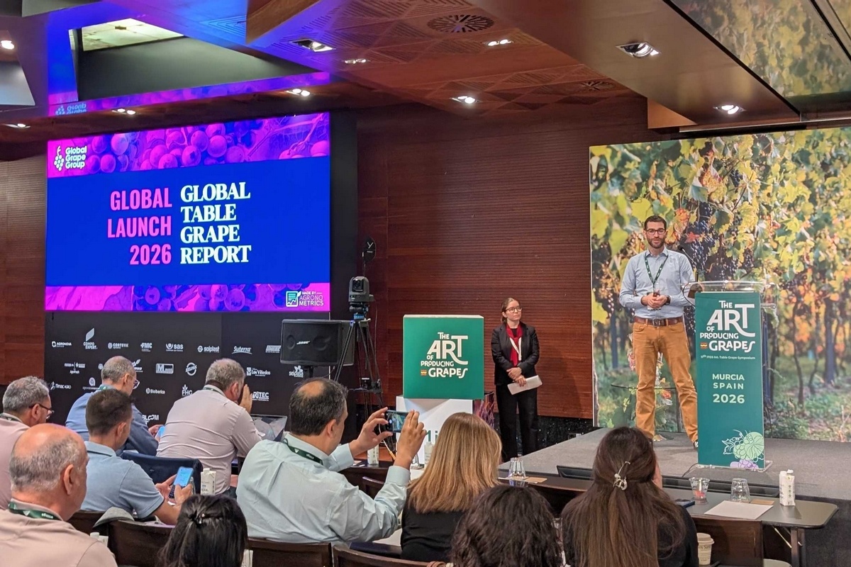 Global Table Grape Report maps cultivation and export trends