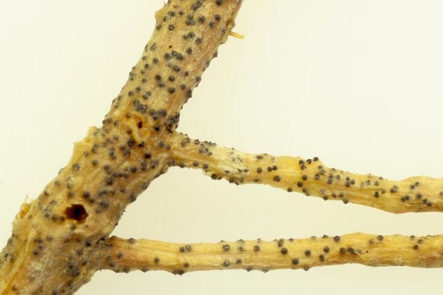 Cucurbit root rot fungus detected in Australia for first time