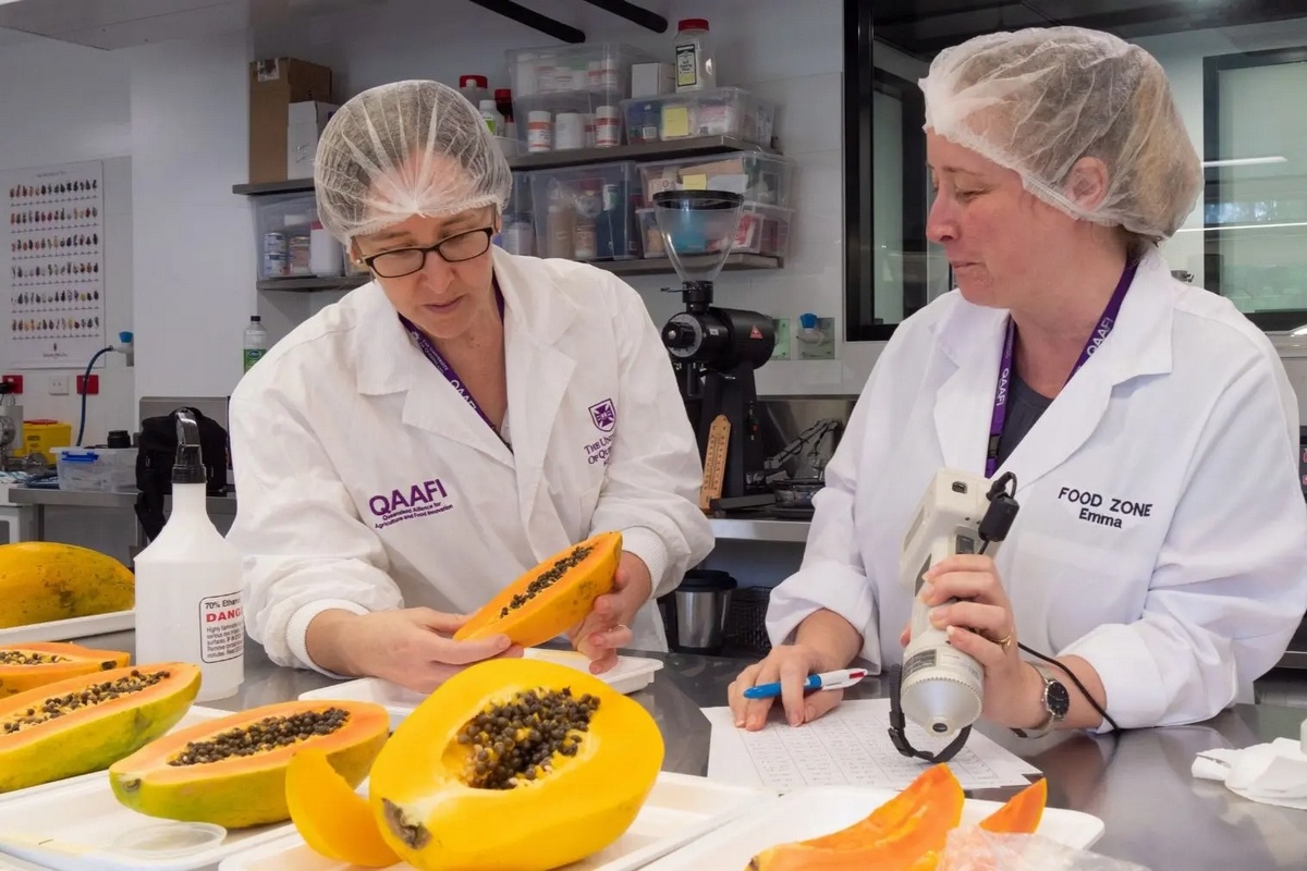 Australian researchers develop flavour wheels for fruit breeding programs