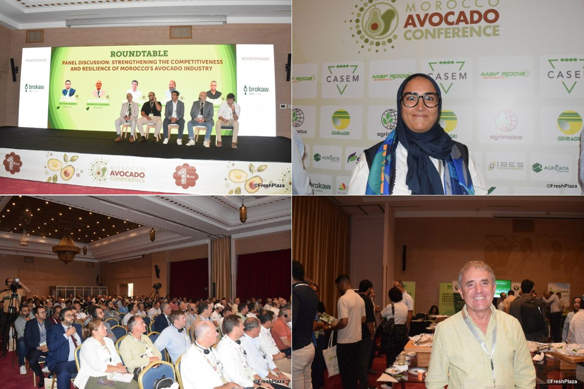 Tangier hosts first Morocco Avocado Conference, with focus on yields and market window