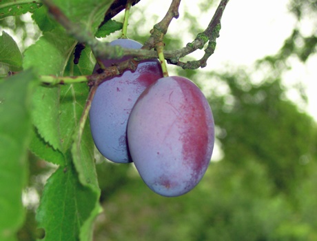 Record plum harvest in Switzerland