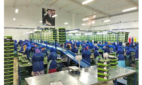 "Ich erwarte eine weitere Steigerung der marokkanischen Produktion"