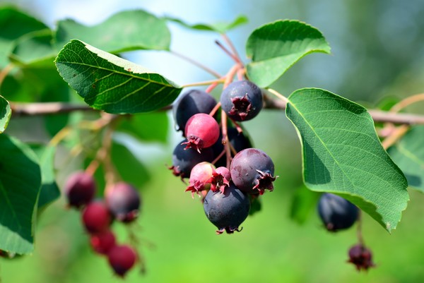 Will Juneberries Be The New Superfood Trend In German Food Retail