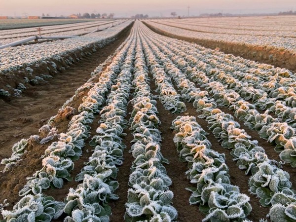 Calm before the (Christmas) storm for lamb's lettuce? - Vimarsana News
