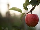 BVEO celebrates 'German Apple Day' - Vimarsana News
