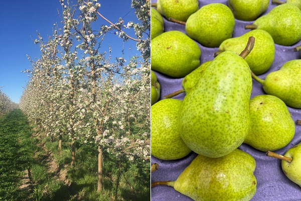 Subdued demand for organic pears from overseas