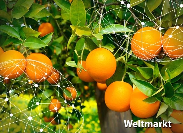 Weltmarkt Orangen
