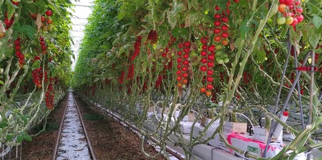 "We are impressed with how well the robot handles picking and defoliation" - Vimarsana News