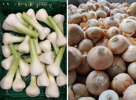 "Even the smaller retail chains prefer Spanish over Chinese garlic" - Vimarsana News