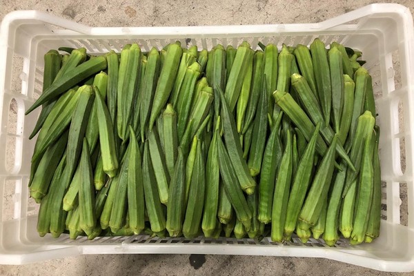 "It is clear that okra is conquering German cuisine step by step" - Vimarsana News