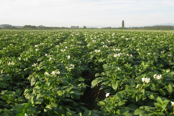 "Worst potato harvest in 20 years" - Vimarsana News