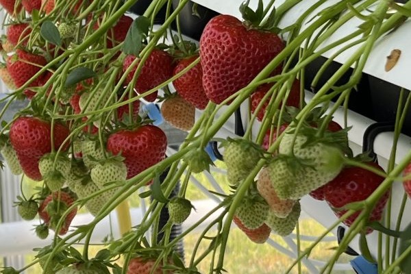 "Jack strawberry variety achieves significantly higher yields than Malling Centenary - Vimarsana News