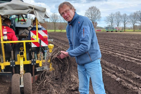 "Duitse groene aspergeteelt nog niet rendabel"