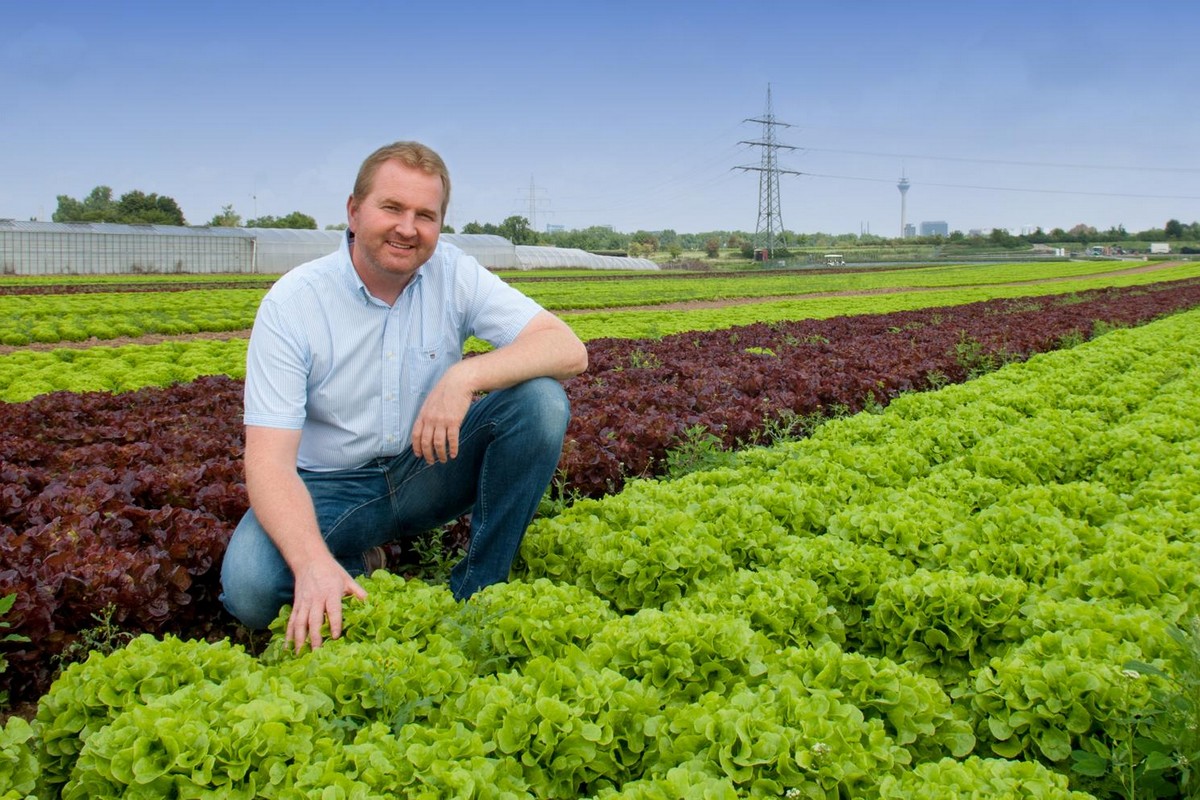 Bladluizen en wittevlieg-problemen weerspiegelen Europese teeltrisico’s