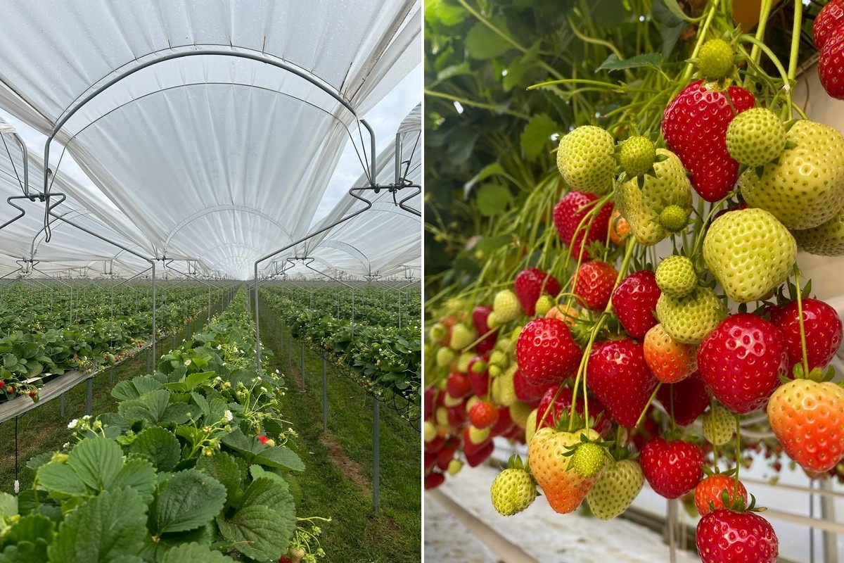 Los bajos rendimientos de la fresa en campo y en invernadero fomentan el  cultivo en canalones"