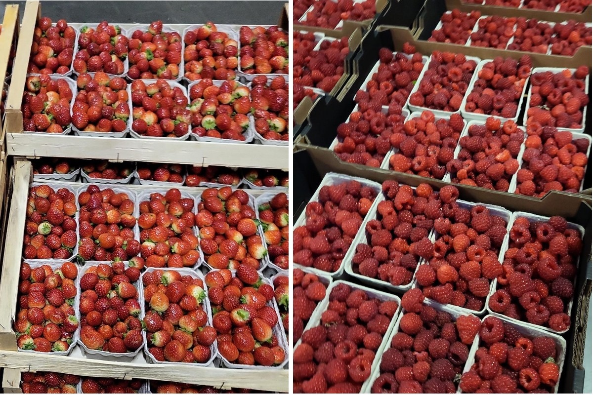 "The quality of the autumn strawberries and raspberries was appealing right to the end"