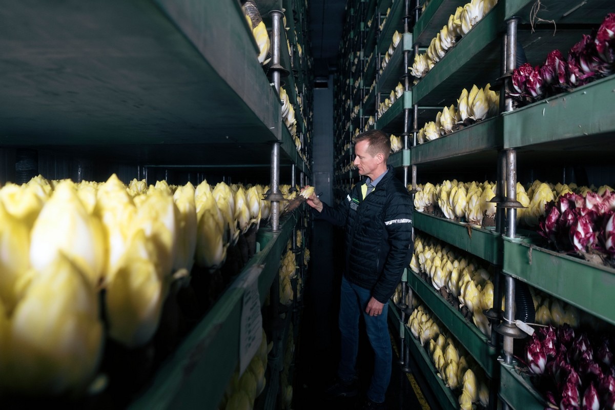 Vraag naar witlof blijft stabiel