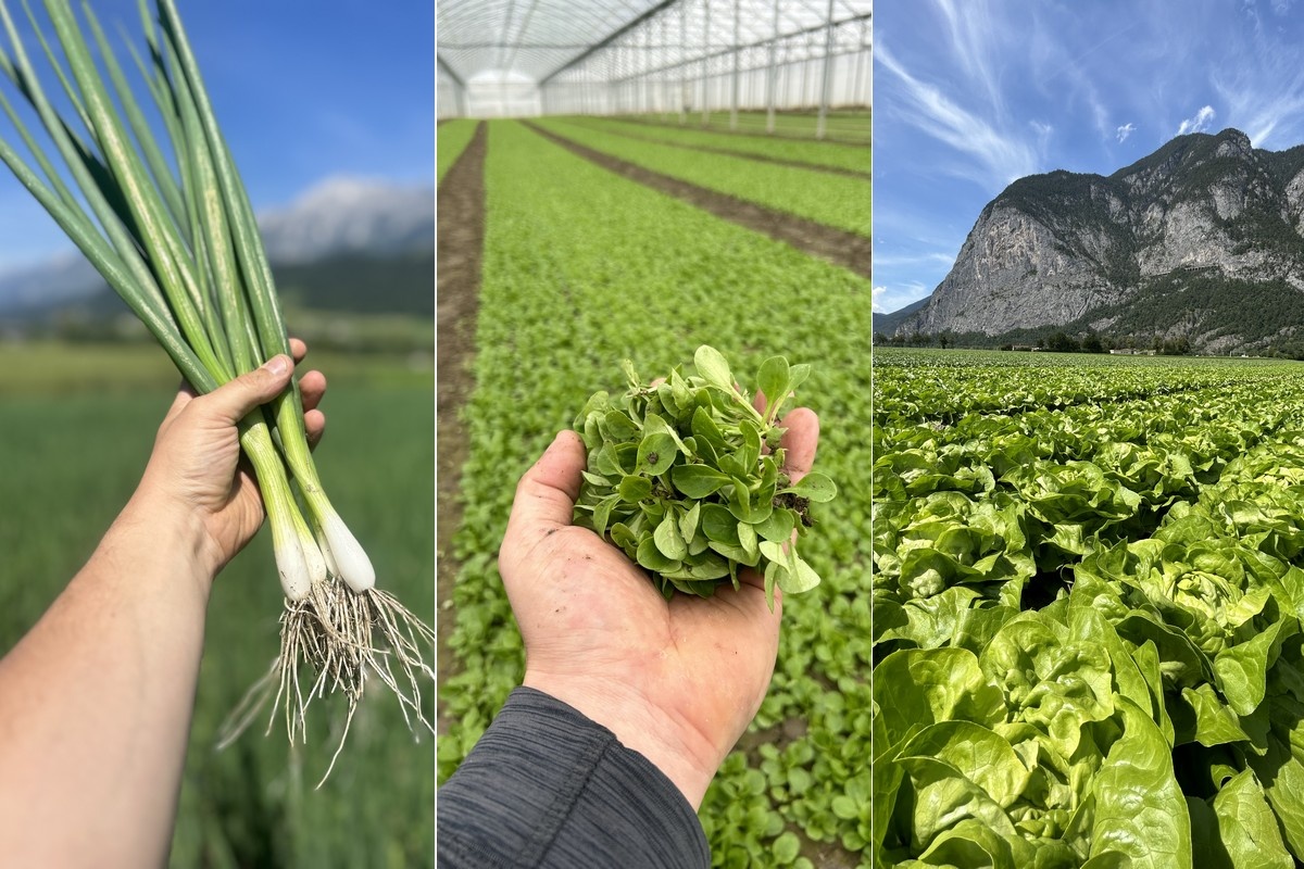 "Weinig politieke wil om Tiroolse groenteteelt verder te ontwikkelen"