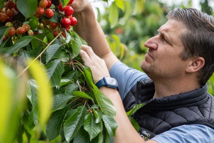 Vroege kersenoogst in Rheinhessen van start