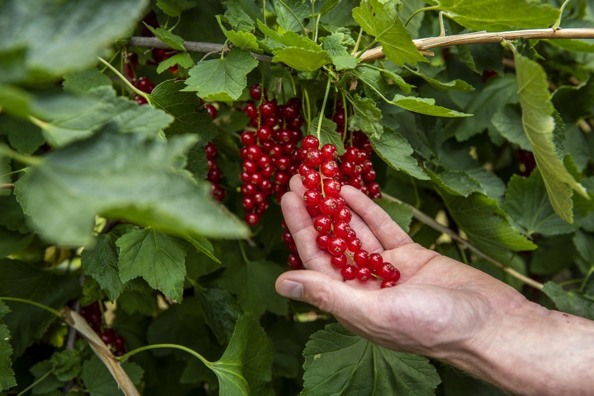 Tom Meissner gaat jaarrond zachtfruit afnemen bij Berrybrothers