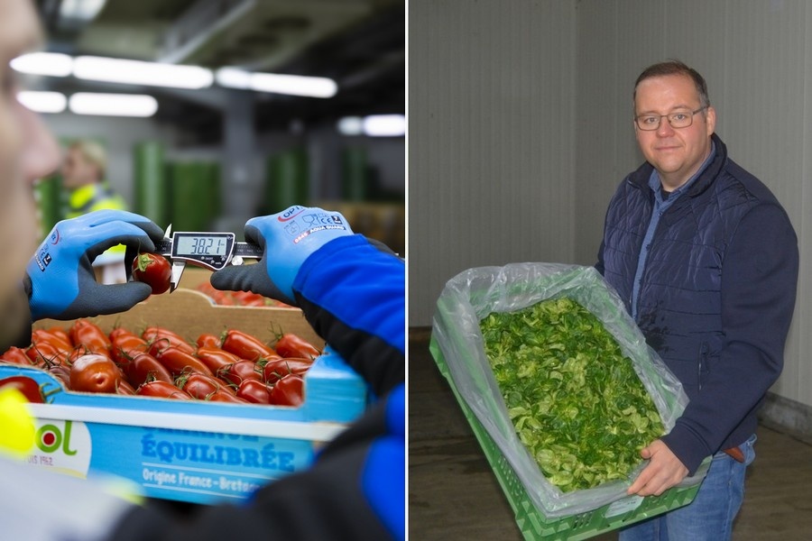 "Duitse veldsla en Belgische Flower Sprouts populair richting Kerstmis, ondanks kwaliteitsdruk door regen"