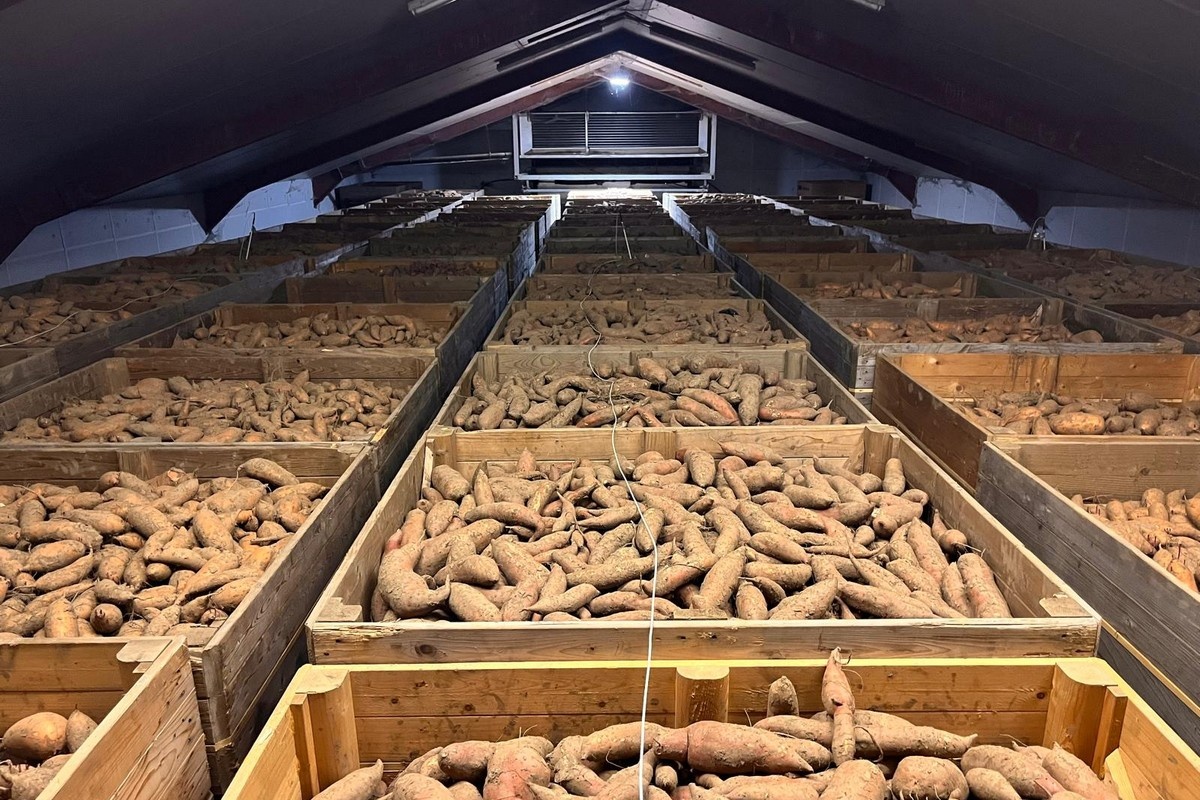 Zoete aardappeloogst ruim voldoende, afzet voorlopig nog terughoudend