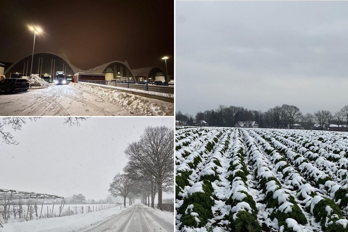 Problemen in fruitlogistiek en vertraging van boerenkooloogst