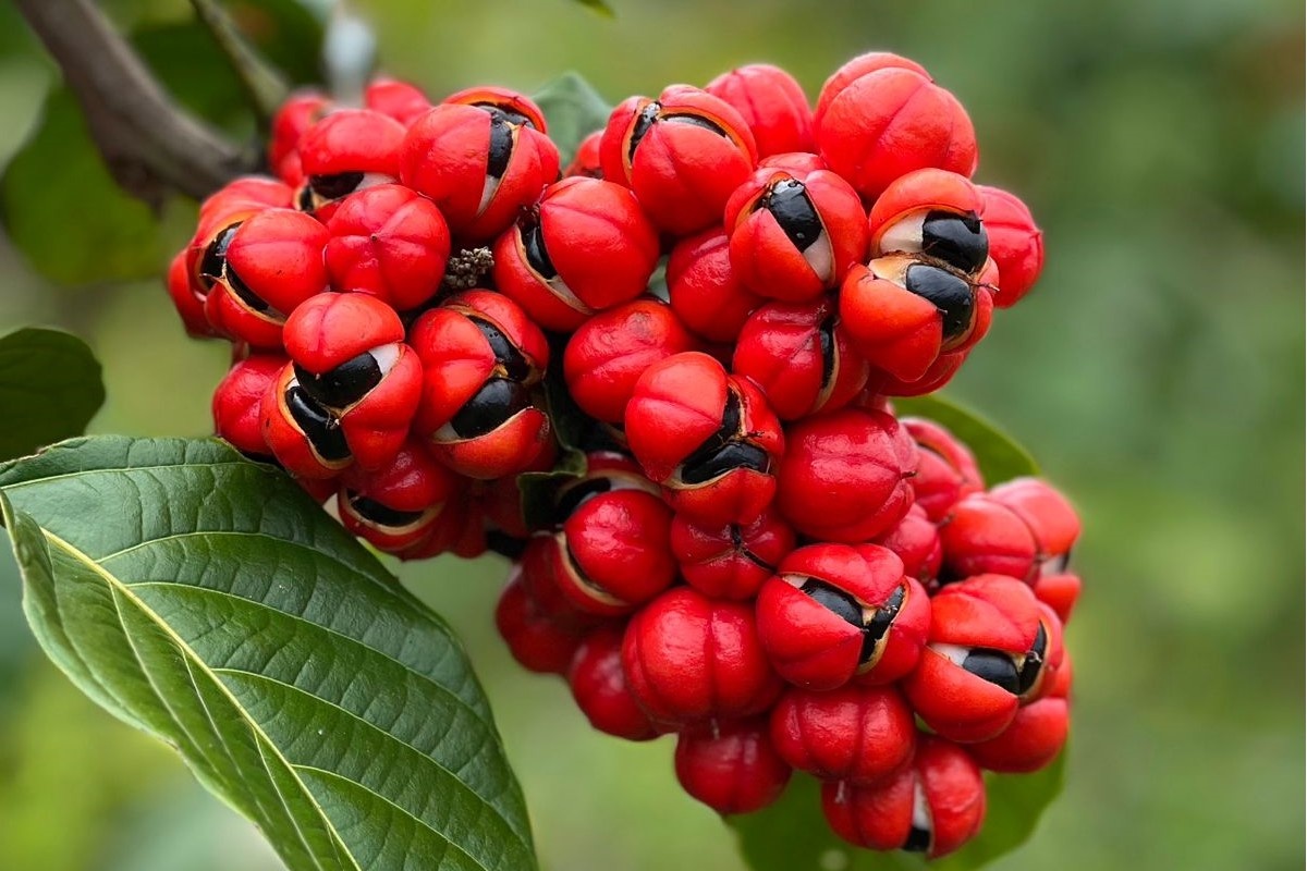 IPD presenteert biologische specialiteiten uit ontwikkelingslanden en opkomende landen