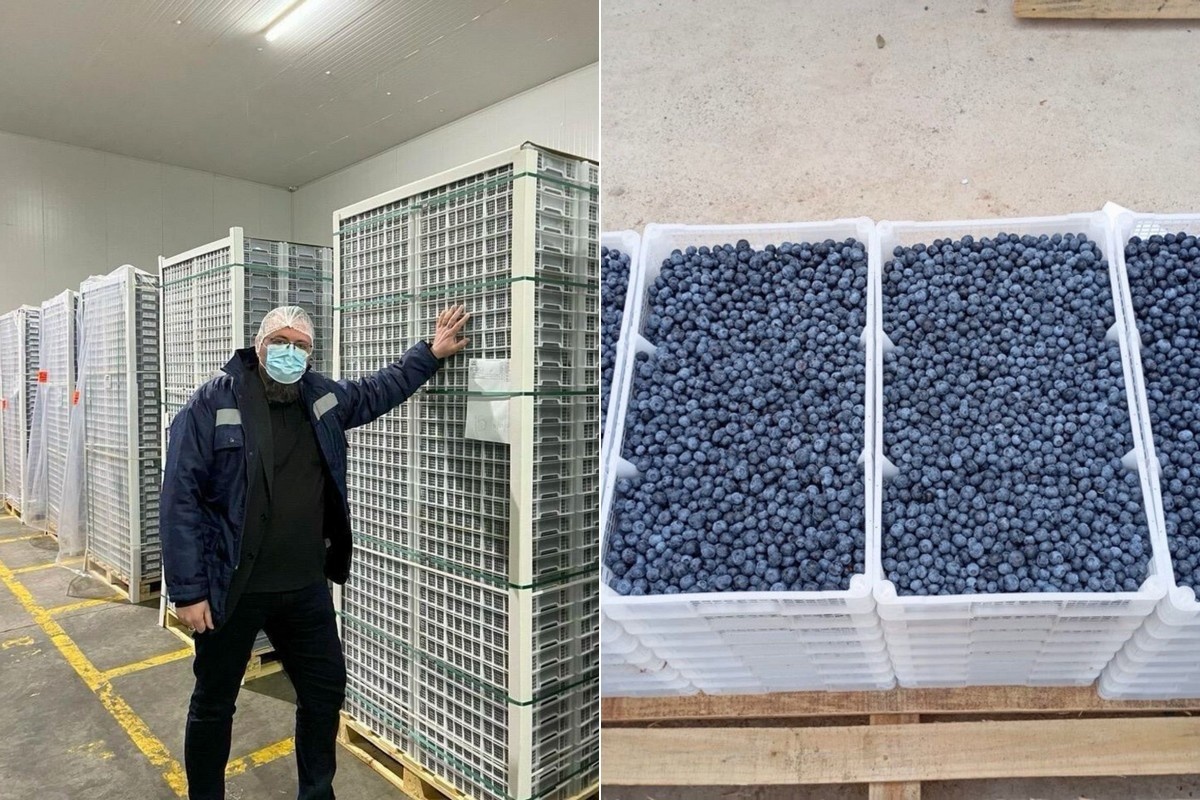 "Na vroege start zal Chileense blauwe bessenseizoen ook eerder eindigen"