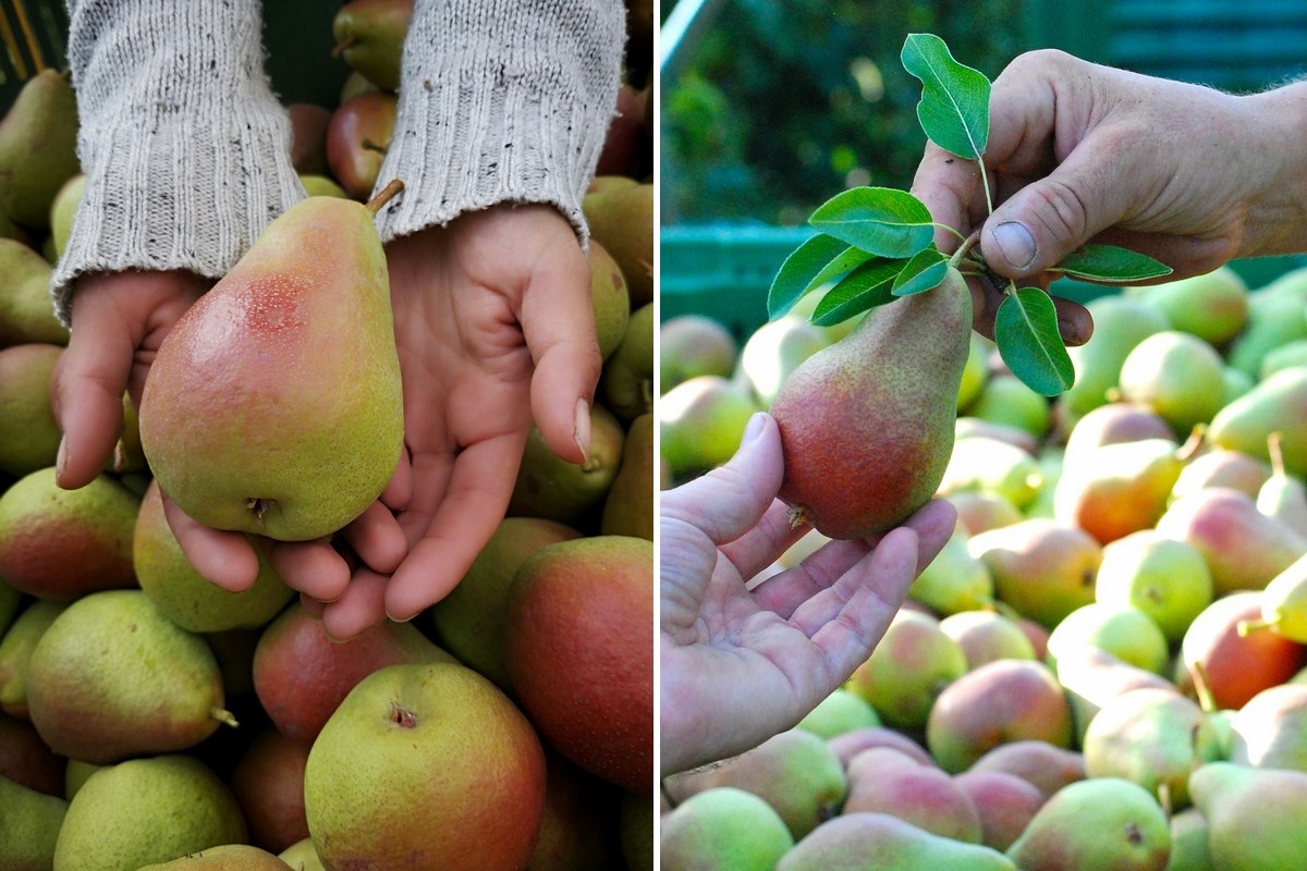Perenras Fred groeit door naar 10.000 ton richting 2030