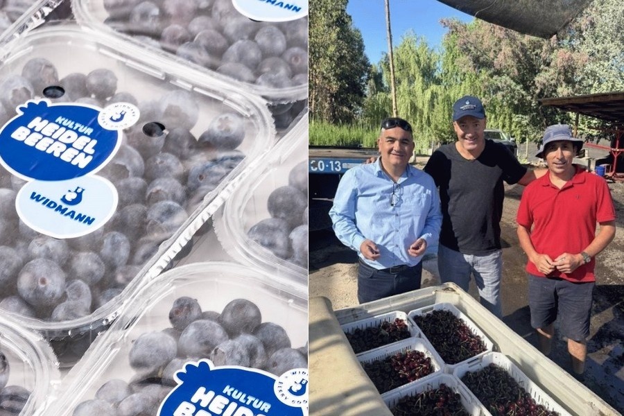 Widmann verwacht ruim 5.000 ton Chileense blauwe bessen in 2026