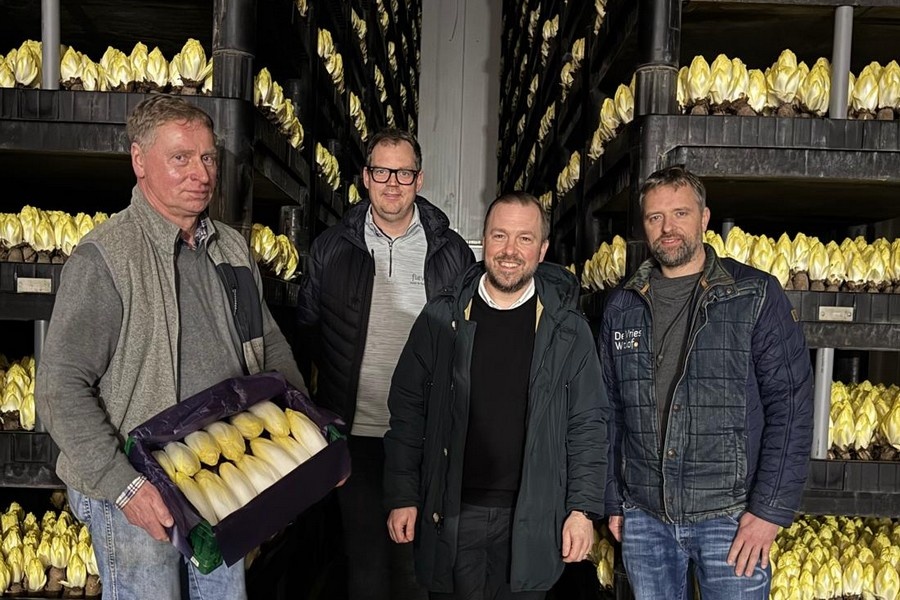 Vraag naar Duitse witlof profiteert van schaarste aan vruchtgroenten